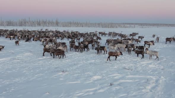 Deer In The Camp 3