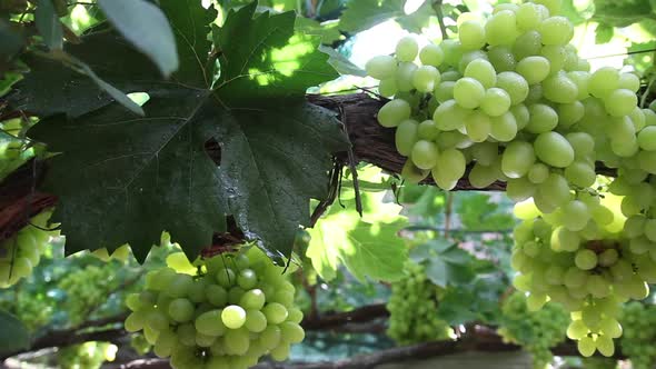 Grapes in the Vineyard Close-up. Ukraine