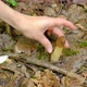 Verpa bohemica in the spring forest. A girl cuts a mushroom with a special camping knife - VideoHive Item for Sale