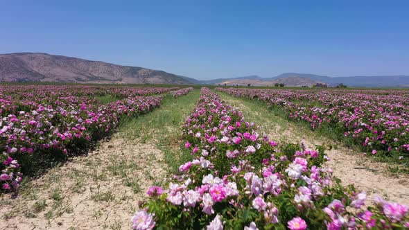 Rose Field