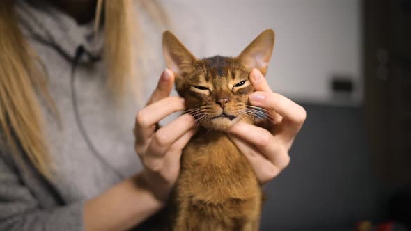 Young Female Blogger Recording Video About Abyssinian Cat