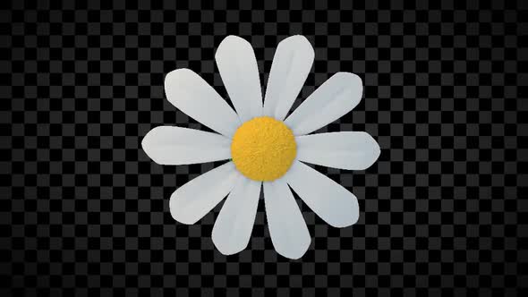Chamomile Flower Top View Loop alt