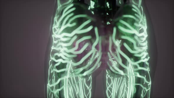 Human Body with Glow Blood Vessels alt