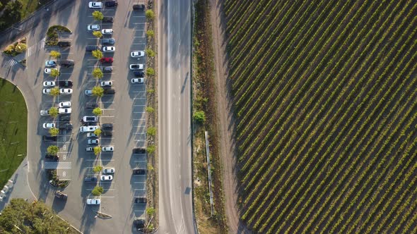 Aerial View of Vineyards Field Plantation on Sunset