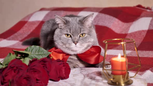 Cat celebrates Valentine's Day in bed with roses