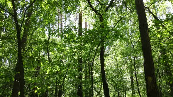 Beautiful Green Forest on a Summer Day Slow Motion