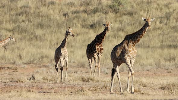 Giraffes Walking In Natural Habitat