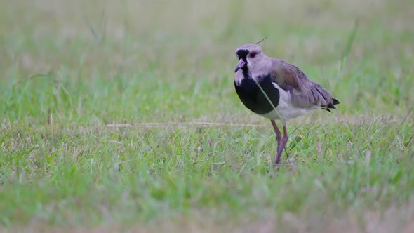 High alert, shield up southern lapwing, vanellus chilensis standing on the open field, startled by t