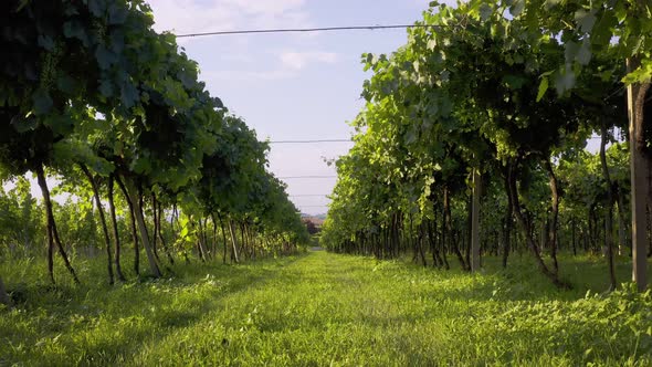 Drone Takes Off Over the Vineyards of Italy