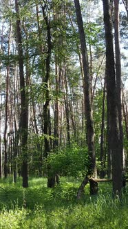 Vertical Video of a Summer Green Forest with Trees During the Day Slow Motion