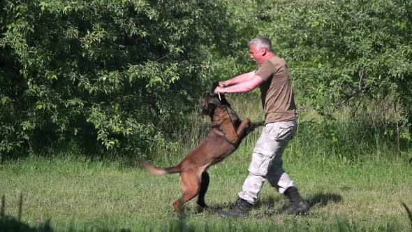 Dog Is Jumping To Catch a Stick and Clinging on It.