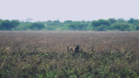 Group Of Bat-eared Fox At Central Kalahari Game Reserve In Botswana, South Africa. - wide shot