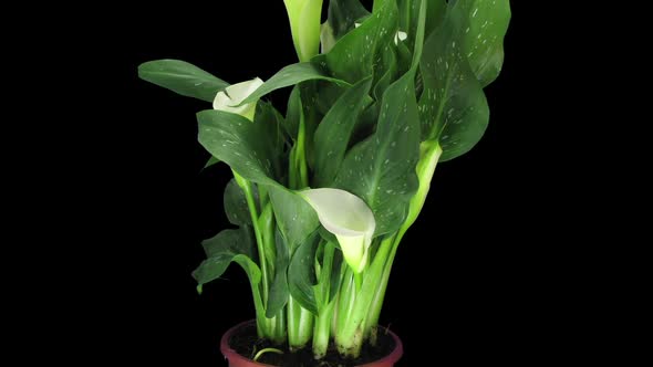 Time-lapse of growing calla plant