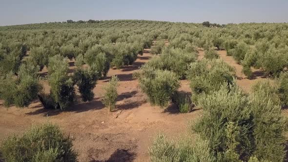 Aerial footage over an Olive plantation in Jaen, Spain