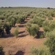 Aerial footage over an Olive plantation in Jaen, Spain - VideoHive Item for Sale