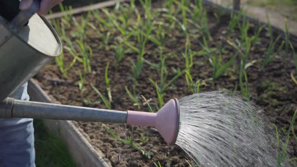 Gardener Waters From Watering Can Seedlings of Young Onions in Garden Bed