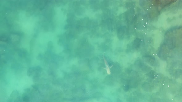 A shark swimming in the Mediterranean Sea near Hadera Park,Orot Rabin power plant in north Israel fr