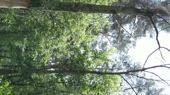 Vertical Video of Forest Landscape in Summer Slow Motion