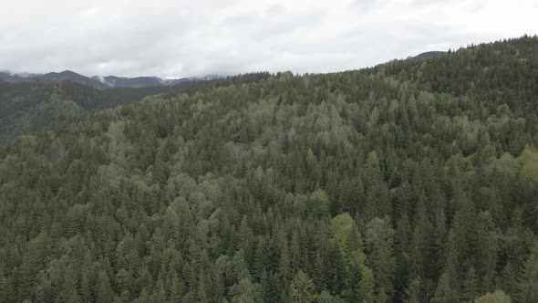 Ukraine, Carpathian Mountains: Beautiful Mountain Forest Landscape, Aerial, Flat, Gray