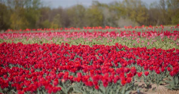 Blooming Red Tulips on Flowers Plantation Farm