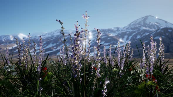 Lavender Field with Blue Sky and Mountain Cover with Snow