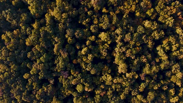 Top Down View of Autumn Forest Fall Woodland Aerial Shot