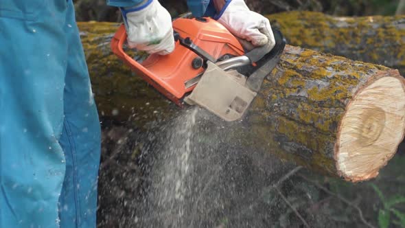 Lumberjack Logger Worker in Protective Gear Cutting Firewood Timber Tree in Forest with Chainsaw.