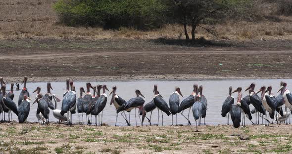 Marabou Stork, leptoptilos crumeniferus, Group near Water, Nairobi Park in Kenya, Real Time 4K