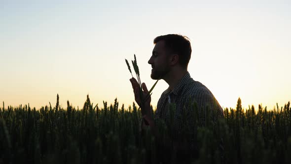 Farmer Checking the Quality of the Wheat Spikelets on a Sunset in the Middle of the Golden Ripen