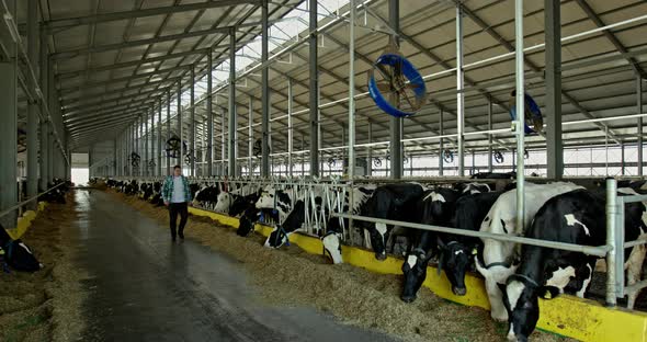 Herd of Black and White Holstein Dairy Cows Feeding in a Shed or Barn As the Farmer Walks Along the