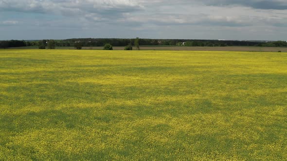 Low quadcopter flight over a field of yellow flowering rapeseed. Trees with green leaves.