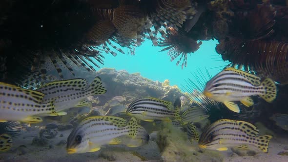 School of Sweetlips and Lionfish