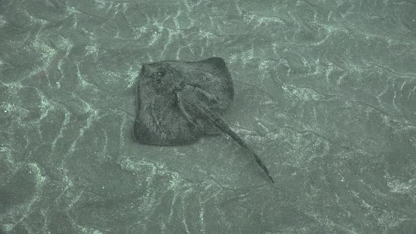 Stingray with sand on it"s well and well camouflaged swimming over sandy ocean floor