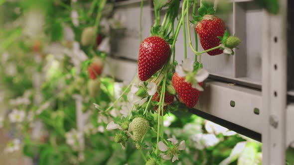 Ripening Strawberries In Greenhouse