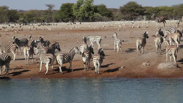 Plains Zebras Drinking Water - Etosha National Park