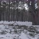 Fallen Branch In The Winter Forest - VideoHive Item for Sale