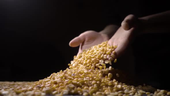 Female Hand Holding Handful of Dried Split Peas, High Quality Food