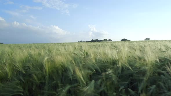 Farm Field of Young Green Barley in the Summer 
