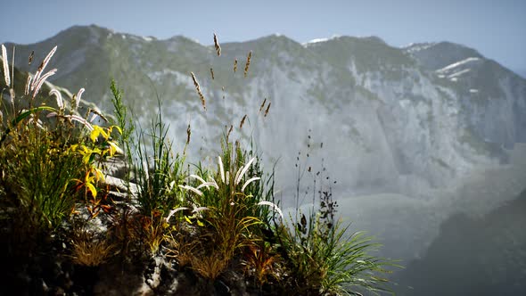 Fresh Grass at Big Rocky Cliff in Ocean