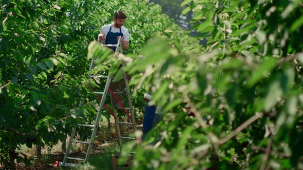 Farm Workers Team Checking Quality of Fruit Trees in Warm Greenhouse Discussing