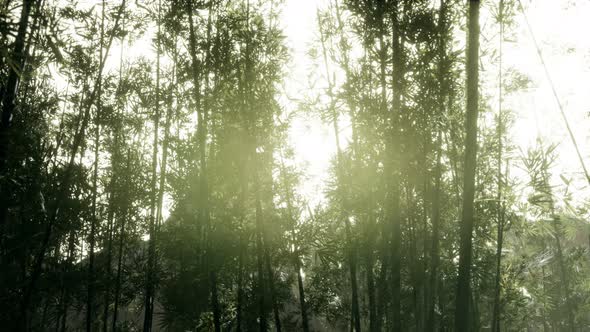 Lanscape of Bamboo Tree in Tropical Rainforest, Malaysia