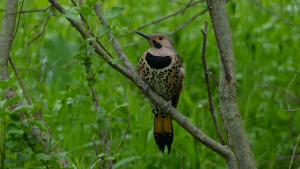 Northern flicker bird sits on a branch in the middle of the forest. Super close up shot.
