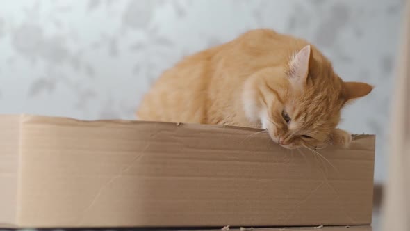 Cute Ginger Cat Sits in a Cardboard Box and Chews Its Sides.