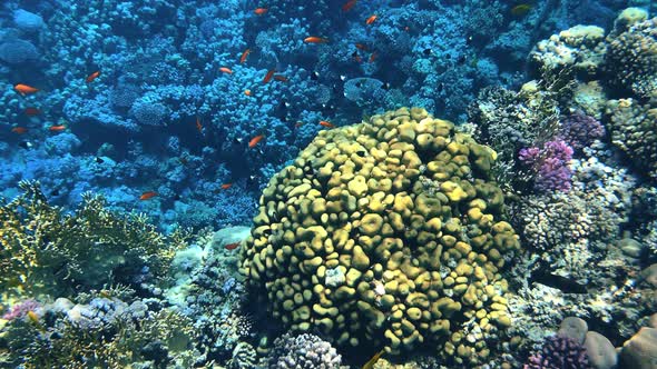 Coral Reef in the Red Sea Underwater Colorful Tropical