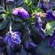 Flowers coming alive after a cold night - VideoHive Item for Sale