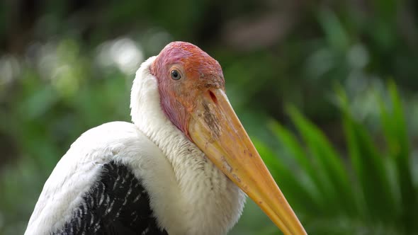 Milky stork bird in close up