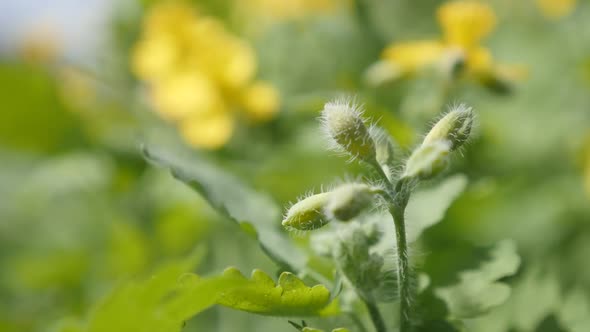 Close-up yellow flower bush of  Chelidonium majus slow-mo 1080p FullHD footage - Herbaceous perennia