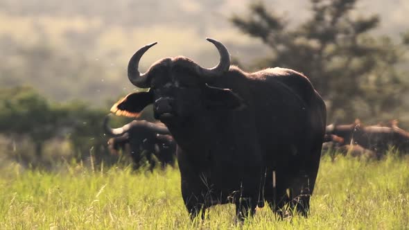 Slow motion Buffalo close up with flies at sunset. African wildlife, shot in Kenya