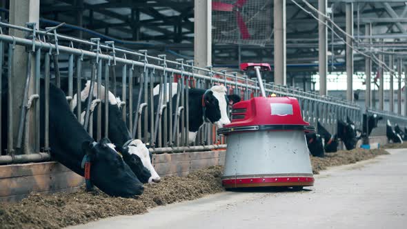 Automated Machine is Moving Hay for the Farm Cows