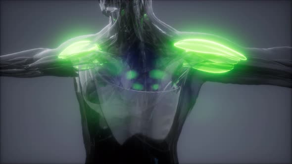 Selected Muscle Anatomy Map alt